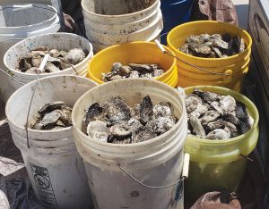 •Oyster Reef Donation