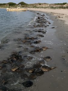 •Spawning HSCs at Assateague Northside CT